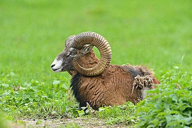 《英雄征集》Steam页面上线测试 原创规则卡牌构筑